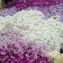 Garden carpet phlox for sale  Delivered anywhere in Ireland