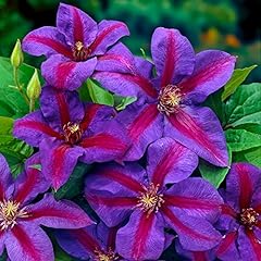 Garden clematis mrs for sale  Delivered anywhere in Ireland