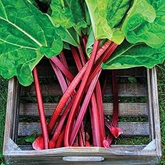 Seeds4planting seeds rhubarb for sale  Delivered anywhere in USA 