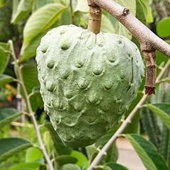 Cherimoya tree live for sale  Delivered anywhere in USA 