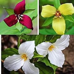 Mix trillium roots for sale  Delivered anywhere in USA 