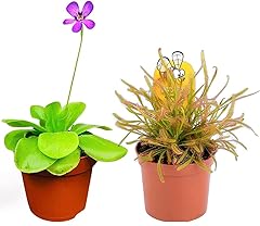 Carnivorous plants butterwort for sale  Delivered anywhere in UK