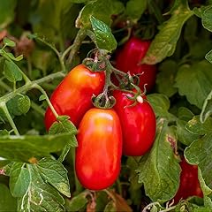 Gardeners kitchen tomato for sale  Delivered anywhere in UK