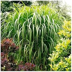 Miscanthus giganteus meidl gebraucht kaufen  Wird an jeden Ort in Deutschland
