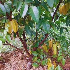 Carambola starfruit tree for sale  Delivered anywhere in USA 