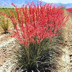 Red yucca plant for sale  Delivered anywhere in USA 