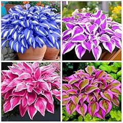 200 hosta seeds for sale  Delivered anywhere in USA 