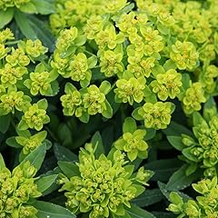 Plant theory spurge for sale  Delivered anywhere in UK