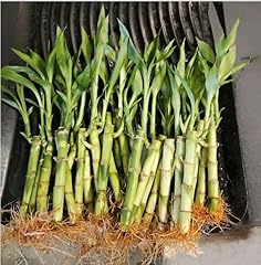 Lucky bamboo stalks for sale  Delivered anywhere in USA 