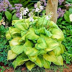 Hosta guacamole plantain for sale  Delivered anywhere in UK