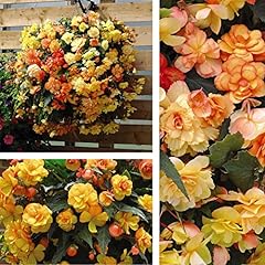 Begonia illumination apricot for sale  Delivered anywhere in UK
