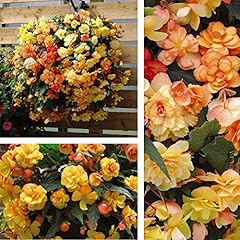 Begonia illumination apricot for sale  Delivered anywhere in UK