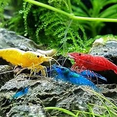 Mix live shrimp for sale  Delivered anywhere in Ireland