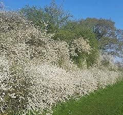 Blackthorn hedging plants for sale  Delivered anywhere in UK