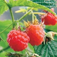 Pack raspberry bushes for sale  Delivered anywhere in USA 