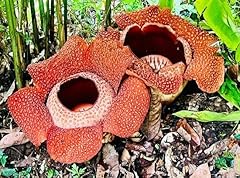 Semi fiori rafflesia usato  Spedito ovunque in Italia 