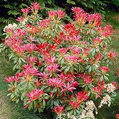 Gardenersdream pieris forest for sale  Delivered anywhere in UK