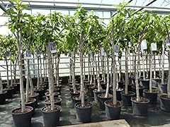 Feigenbaum 180 bstbaum gebraucht kaufen  Wird an jeden Ort in Deutschland