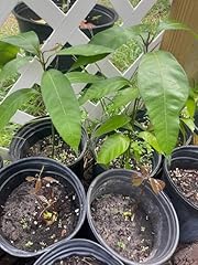 Live carrie mango for sale  Delivered anywhere in USA 