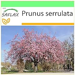 Saflax sakura semi usato  Spedito ovunque in Italia 