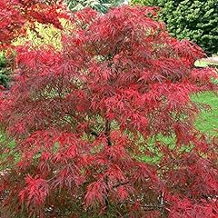 Weeping japanese maple for sale  Delivered anywhere in USA 