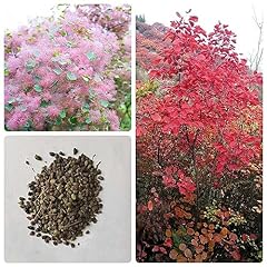 Rare plant tree for sale  Delivered anywhere in USA 