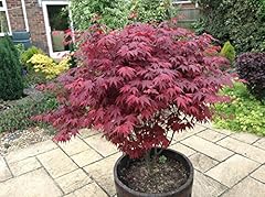 Japanese purple maple for sale  Delivered anywhere in UK