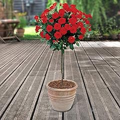 Garden red rose for sale  Delivered anywhere in UK