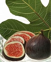 Fig cuttings bursa for sale  Delivered anywhere in Canada