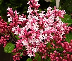 Diamond fragrant pink for sale  Delivered anywhere in USA 