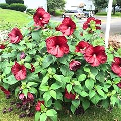 Pack red hibiscus for sale  Delivered anywhere in USA 