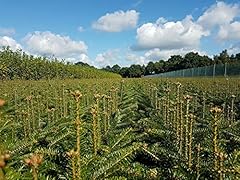 10st nordmanntannen 40cm gebraucht kaufen  Wird an jeden Ort in Deutschland