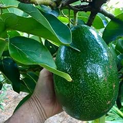 Grafted hass avocado for sale  Delivered anywhere in USA 