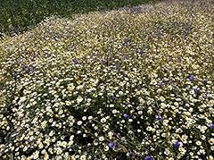 1kg daisy cornflower for sale  Delivered anywhere in UK