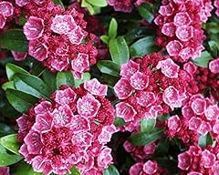 Live plant green for sale  Delivered anywhere in USA 