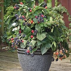 Potted blackberry dwarf for sale  Delivered anywhere in UK