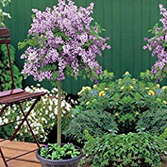 Scented Purple Lilac Dwarf Standard Tree Flowers Hardy for sale  Delivered anywhere in UK