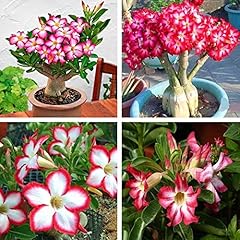 Tropische wüstenrose adenium gebraucht kaufen  Wird an jeden Ort in Deutschland