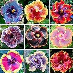 100 hibiscus flower for sale  Delivered anywhere in USA 