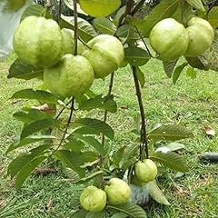 Guava tree white for sale  Delivered anywhere in USA 