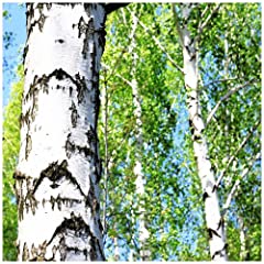 Silver birch tree for sale  Delivered anywhere in UK