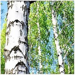 Silver birch tree for sale  Delivered anywhere in UK