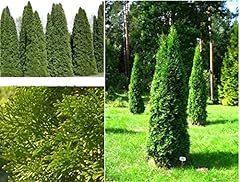 American arborvitae white for sale  Delivered anywhere in USA 