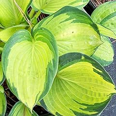 Hosta great expectations for sale  Delivered anywhere in Ireland