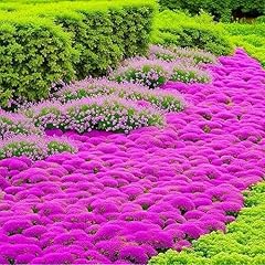 20000 creeping thyme for sale  Delivered anywhere in UK