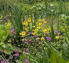 Manic botanic bog for sale  Delivered anywhere in UK