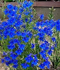 Delphinium grandiflorum blue for sale  Delivered anywhere in Ireland