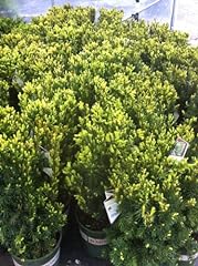 Hicks yew for sale  Delivered anywhere in USA 