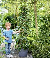 Baldur garten maulbeere gebraucht kaufen  Wird an jeden Ort in Deutschland