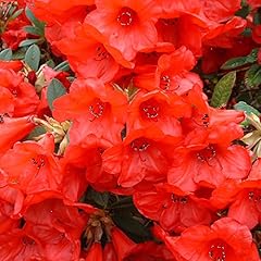 Rhododendron elizabeth evergre for sale  Delivered anywhere in UK